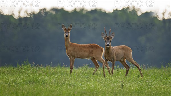 European roe deer