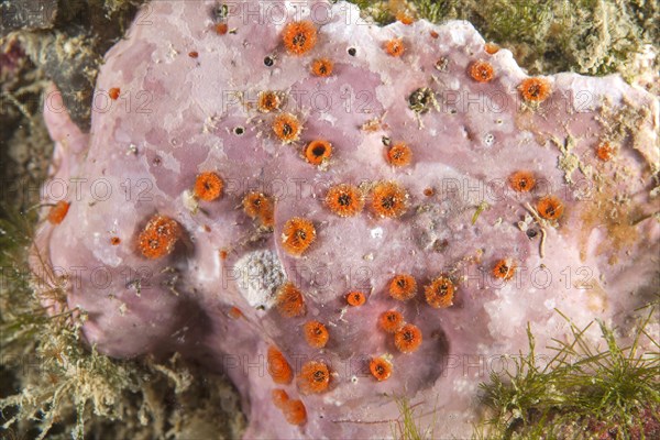 Red boring sponge