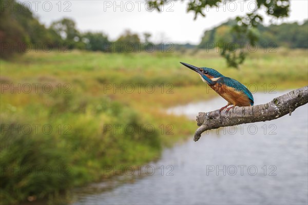 Common kingfisher