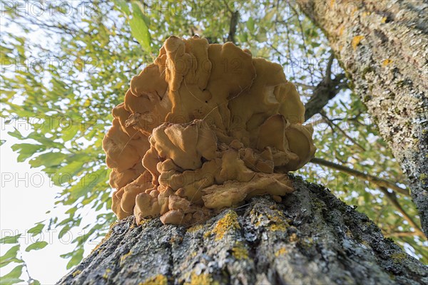 Sulphur polypore