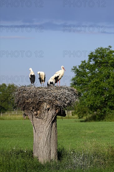 White Stork