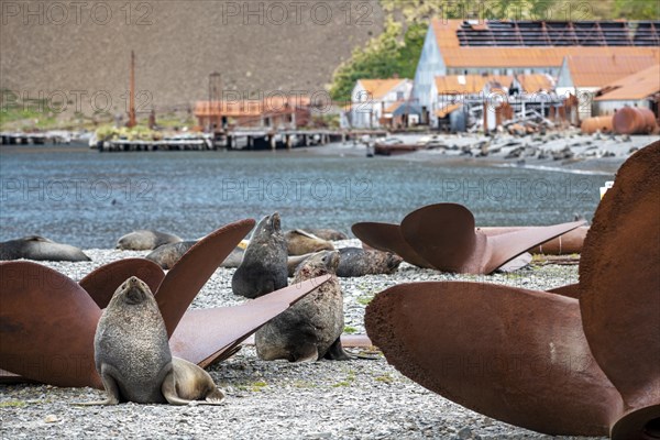 Sea Bears between Propellers Stromness Bay