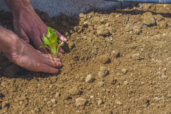 Close-up of a mans hands planting lettuce in an organic garden