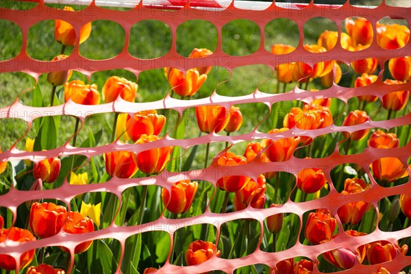 Rubber fence protection in the tulip garden