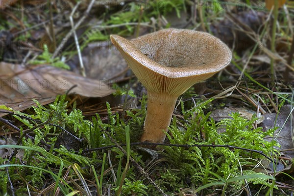 Funnel fungus in mixed forest, Bavaria, Germany, Europe