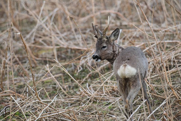 European roe deer