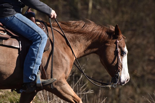 Close-up of the head and neck with headstall and reins of a western horse of the breed American Quarter Horse during training in the riding arena in late winter, chestnut coloured horse with large mark on the head and one blue eye, Rhineland-Palatinate, Germany, Europe