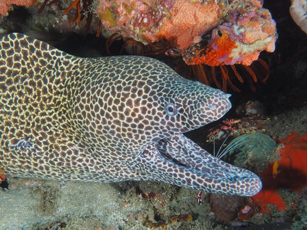 Close-up of net moray