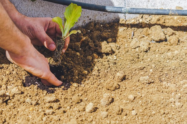 Close-up of a mans hands planting lettuce in an organic garden