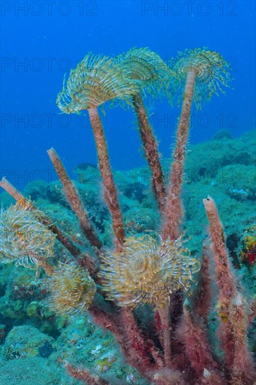 Mediterranean fanworm