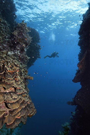 Diver with camera crosses reef breach in coral reef, Red Sea, Daedalus Reef, Deadalus Island, Egypt, Africa