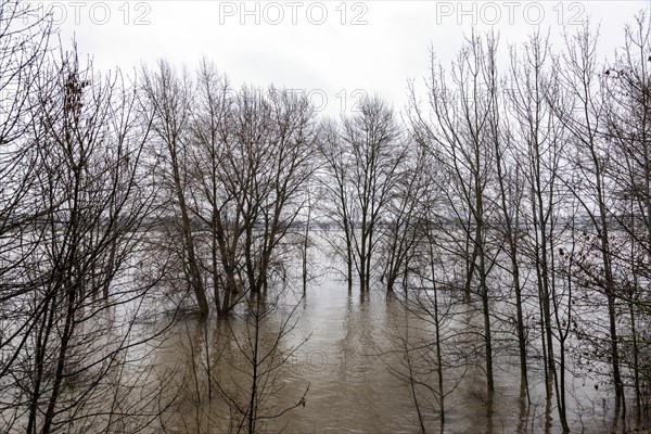 Flooding on the Rhine in Duesseldorf, Bilk district, Duesseldorf, North Rhine-Westphalia, Germany, Europe