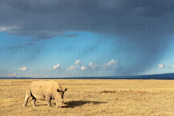 White rhinoceros