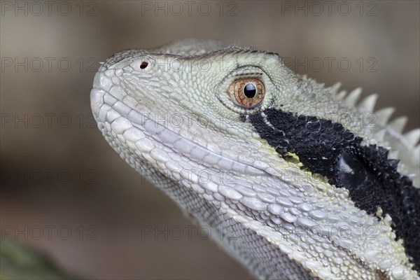 Bearded Dragon