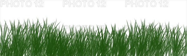 Digitally rendered grass isolated on white background