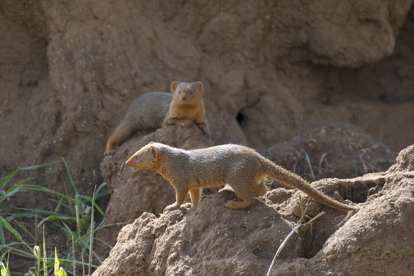 Mongoose