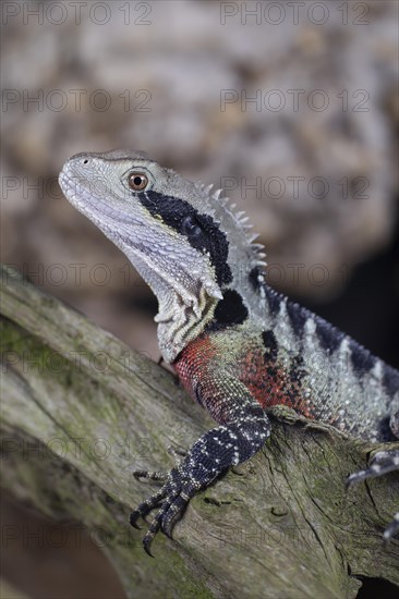 Bearded Dragon