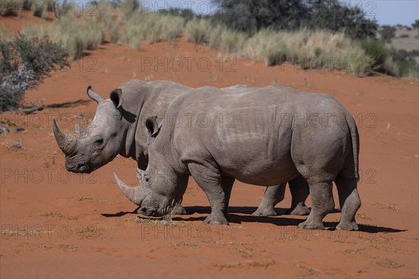 2 white rhinoceroses