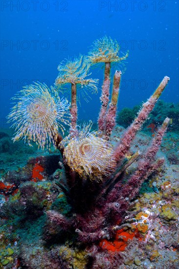 Mediterranean fanworm