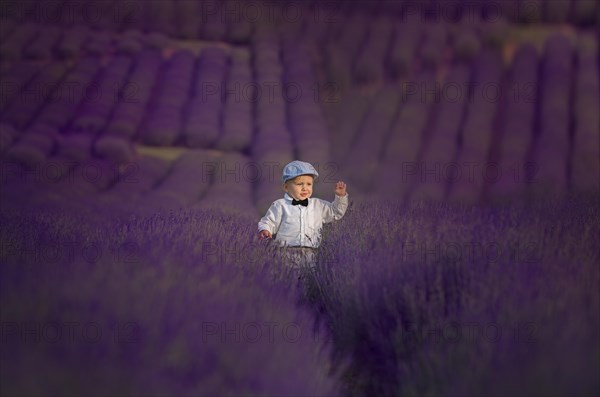 Beautiful little boy on a sunny day in a lavender field. Poland