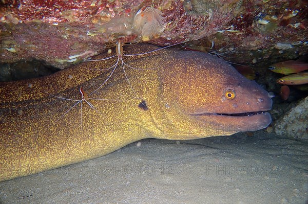 Yellow-edged moray