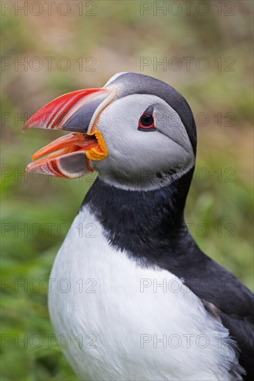 Calling Atlantic puffin