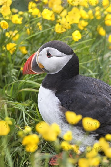 Atlantic puffin