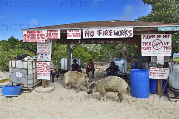 Floating Pig Station