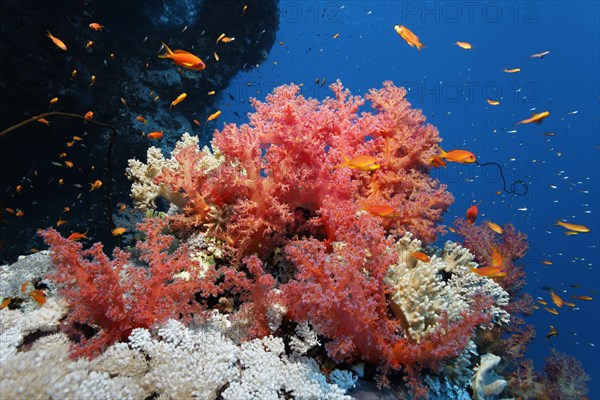 Coral block densely covered with Klunzingers soft coral