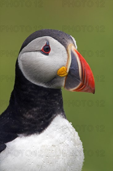 Atlantic puffin