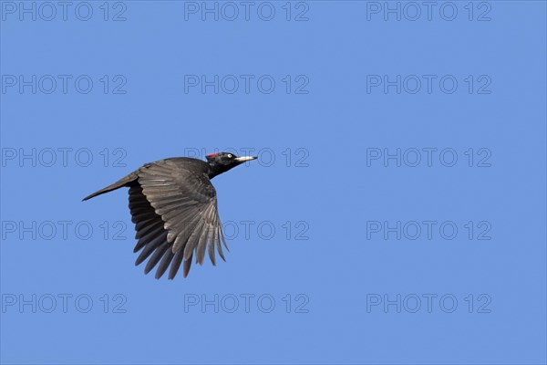 Black woodpecker