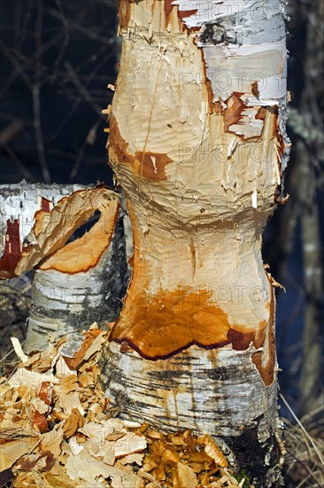 Wood chips around birch tree showing damage from gnawing by Eurasian beaver