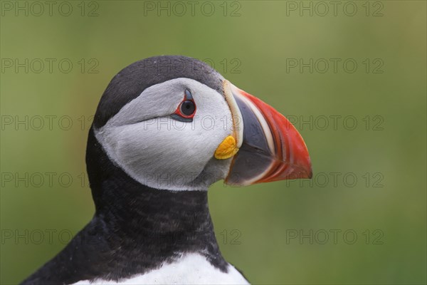 Atlantic puffin