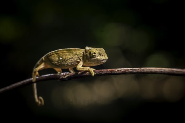 A juvenile parson chameleon