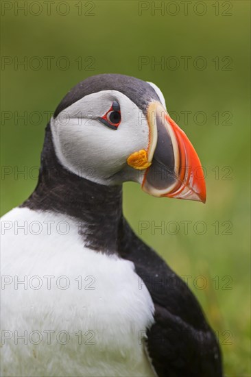 Atlantic puffin