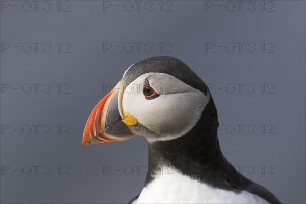 Atlantic puffin