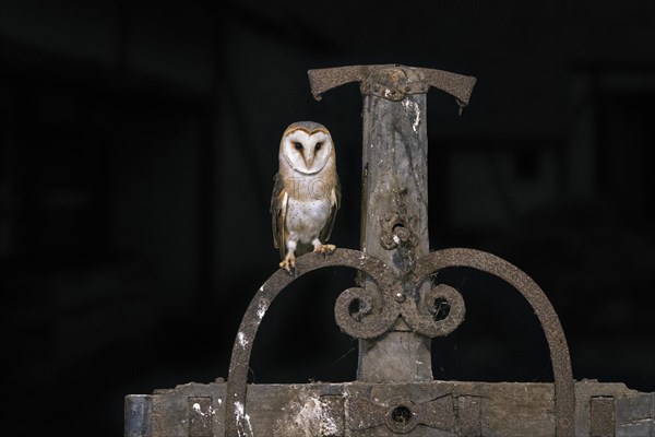 Common barn owl