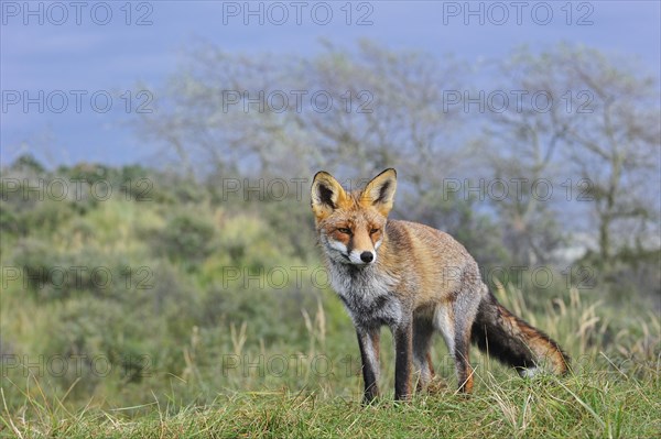 Red fox