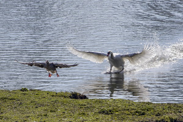 Territorial Mute Swan