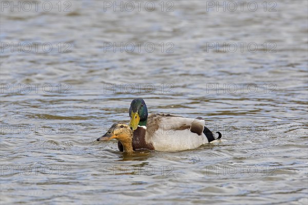 Mallard