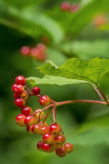 Guelder rose