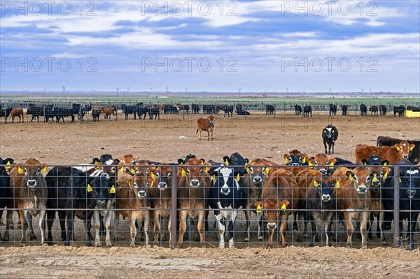 Herd of curious young cows and calves behind wire fence on cattle ranch in Eastern Texas