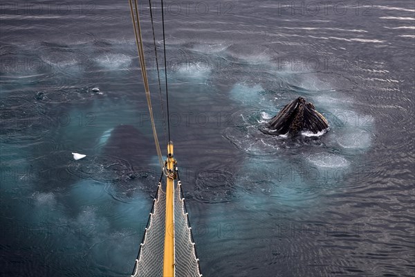 Humpback whales