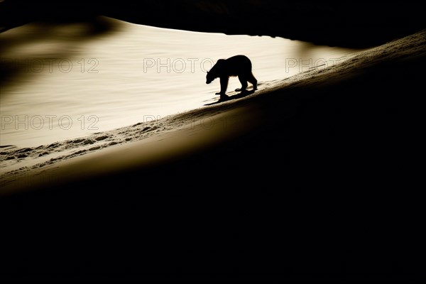 Silhouette of a bear in the backlight on a snow field