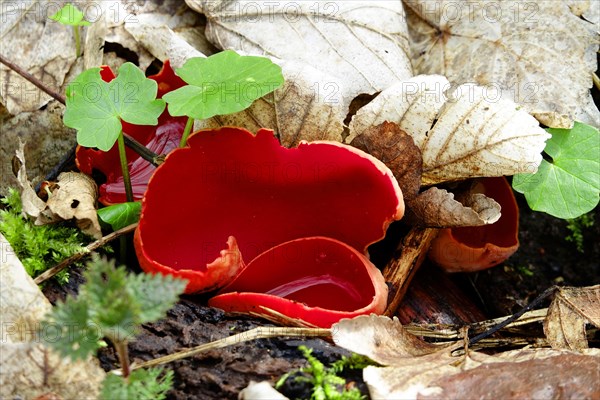 Scarlet elf cup