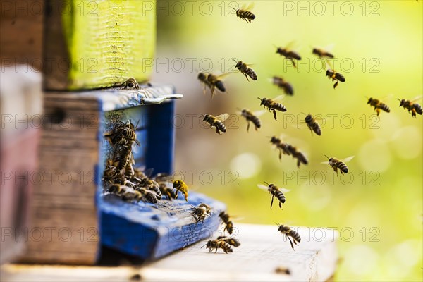 Beehives under blossoming cherry trees in spring