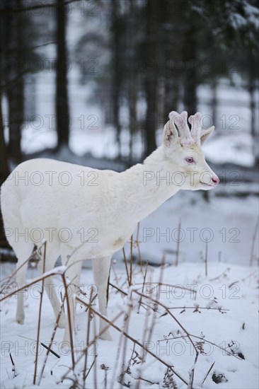 Roe deer