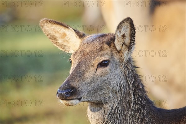 Red deer