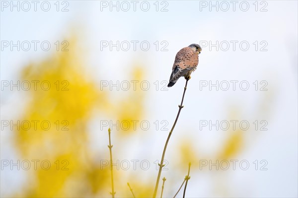 Common kestrel