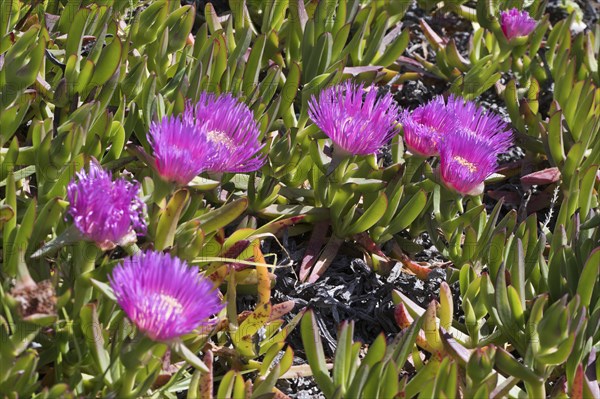 Ice plant